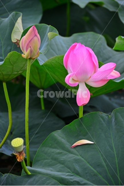 plant,식물,blossom,flower,꽃,petal,꽃잎,수련,홍연,불교,연꽃,연잎,연꽃잎