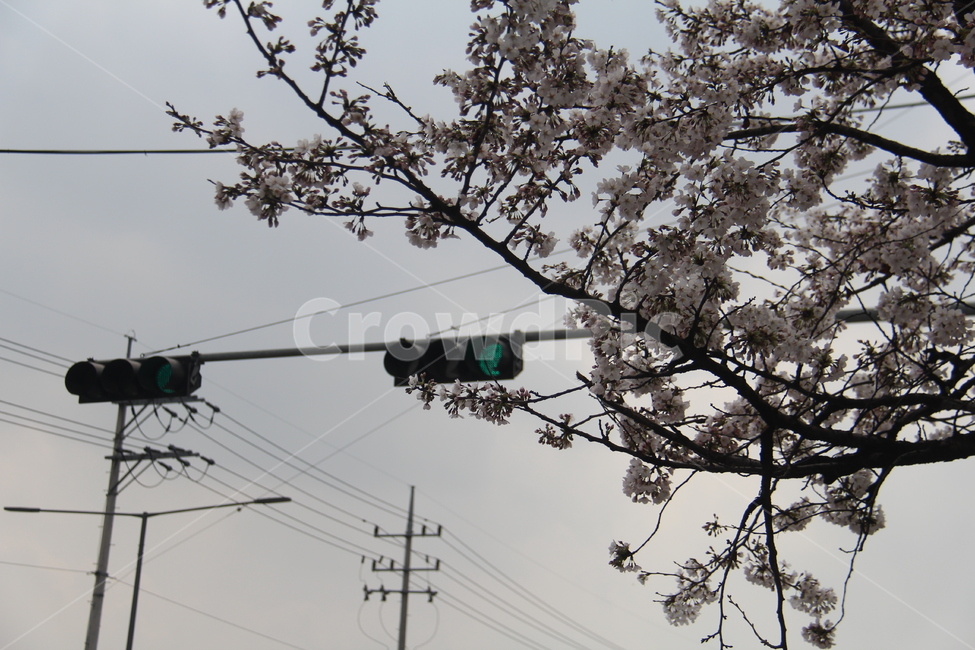 신호등,벚꽃,거리,street,cherryblossom,blossom,spring,trafficlight,봄,식물,자연,plants,nature,꽃,flower