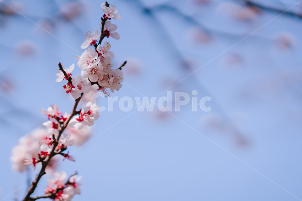 plant,식물,벚꽃,나무,봄,spring,cherryblossom,tree,pink,분홍,꽃,flower,풍경,배경화면