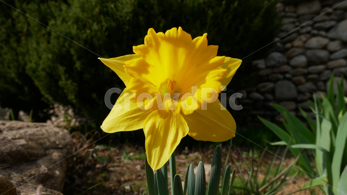 수선화,식물,꽃,봄꽃,노랑꽃,봄,정원,flower