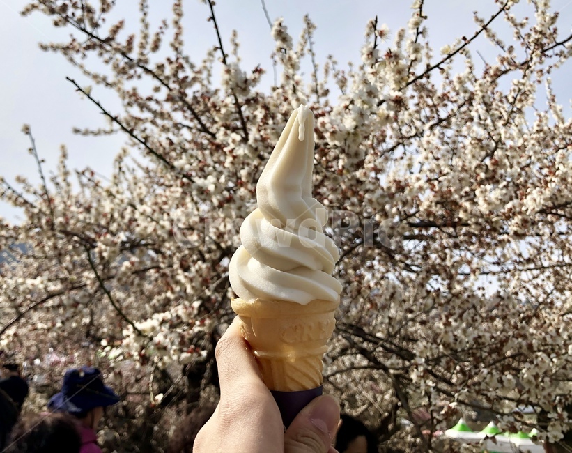 아이스크림,디저트,매화,매화축제,dessert,음식,식재료,요리,food,cook,meal,dishes,food reserves,디저트,간식,후식,dessert,snack