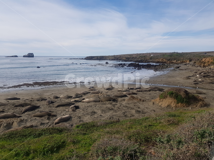 elephantseals,코끼리물범,물범,바다,해변,beach,seals,자연,야생
