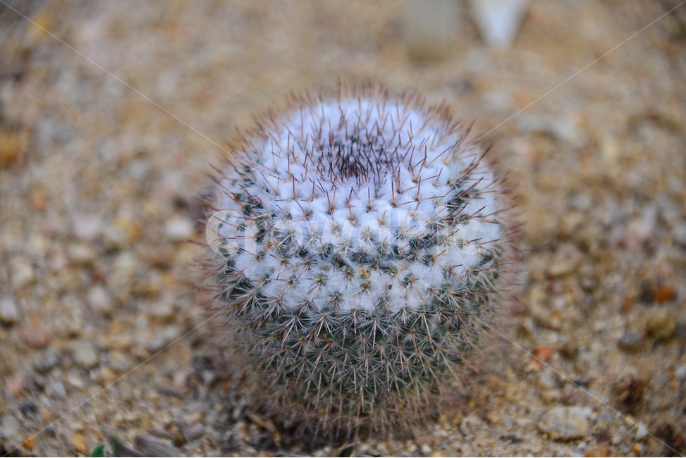 plant,식물,cactus,선인장,다육,다육식물,관상식물,관상다육,다육이,식물,자연,plants,nature