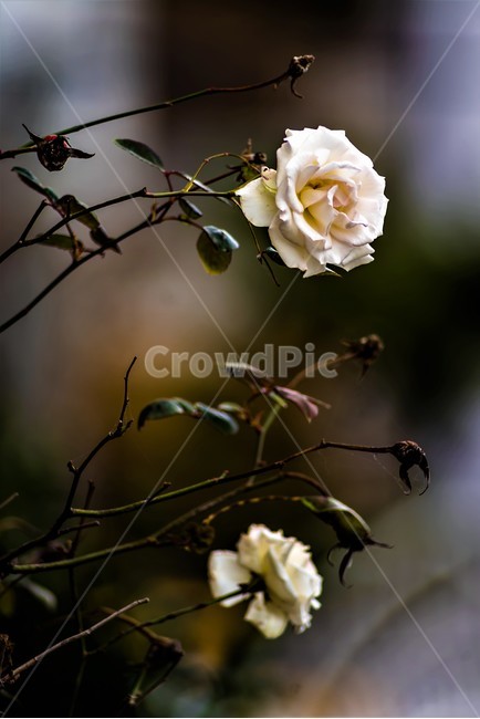 장미,감성,꽃,식물,자연,flower,식물,자연,plants,nature,꽃,flower