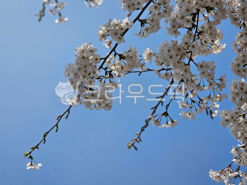 sky,spring,petal,Cherry Blossom,festival,cherryblossom,picnic,flower