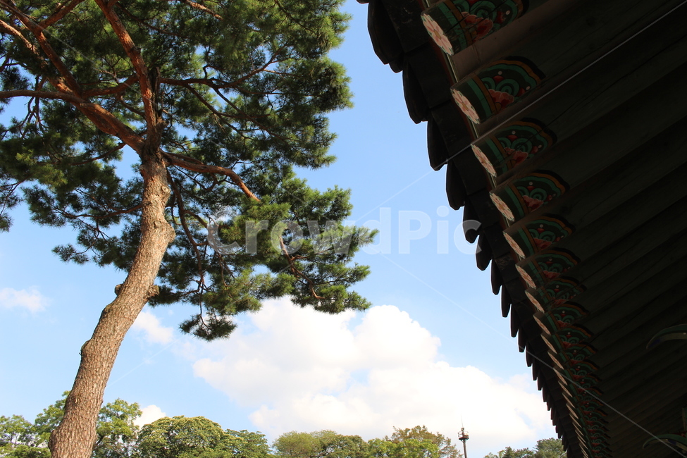 tree,나무,plant,식물,궁,기와,소나무