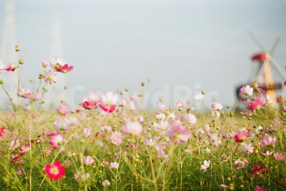 꽃,코스모스,가을,감성,하늘,가을,계절,fall,autumn,season,식물,자연,plants,nature,꽃,flower,감성,sensible,feeling,blossom,petal,꽃잎,plant