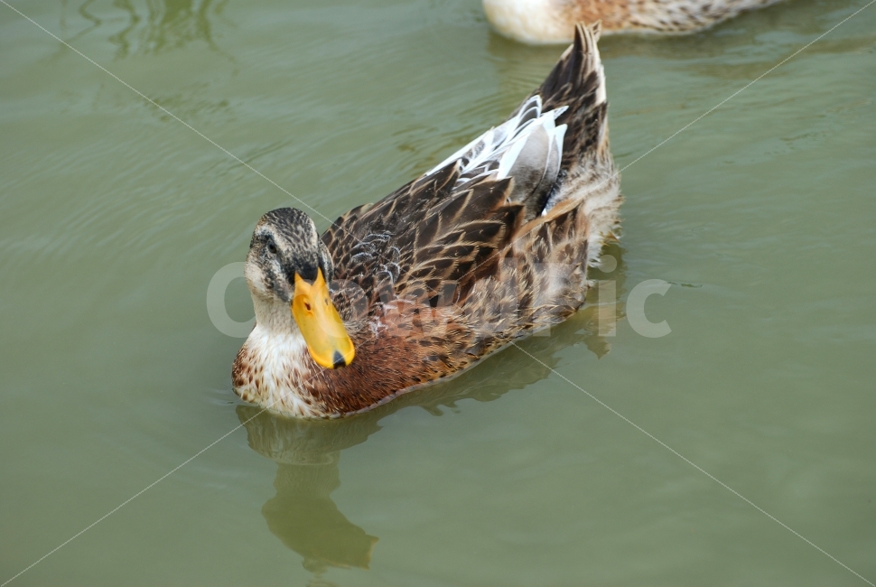 오리,새,조류,철새,흰뺨검둥오리,강,물,헤엄,자연,생태,동물,bird,duck,동물,animal,조류,새,birds