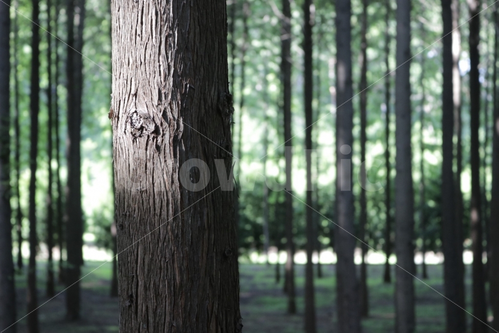 영덕,메타세콰이어길,나무,숲,메타세콰이어,자연,풍경,nature,landscape,식물,plants,휴식,힐링,rest,relaxation,healing,tree,plant,tree trunk,나무 줄기