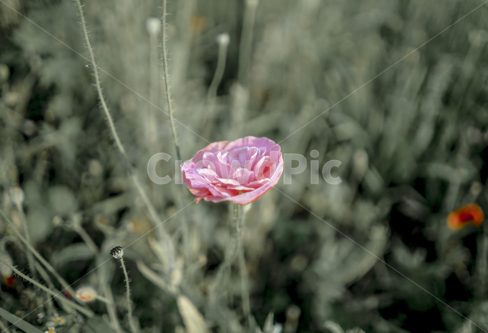 꽃,색감,자연,감성,홀로,가을,flower,fall,autumn,식물,식물,자연,plants,nature,꽃,flower