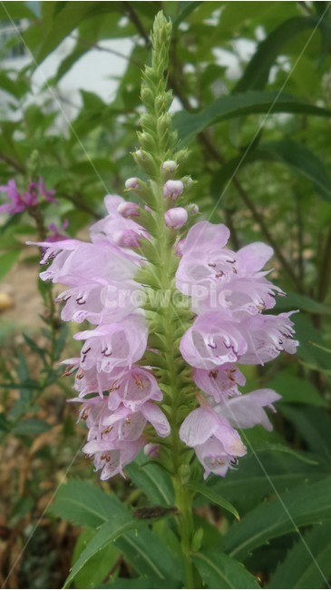 꽃범의꼬리,피소스테기아,여러해살이풀,꿀풀과,분홍색꽃,식물,자연,plants,nature,꽃,flower