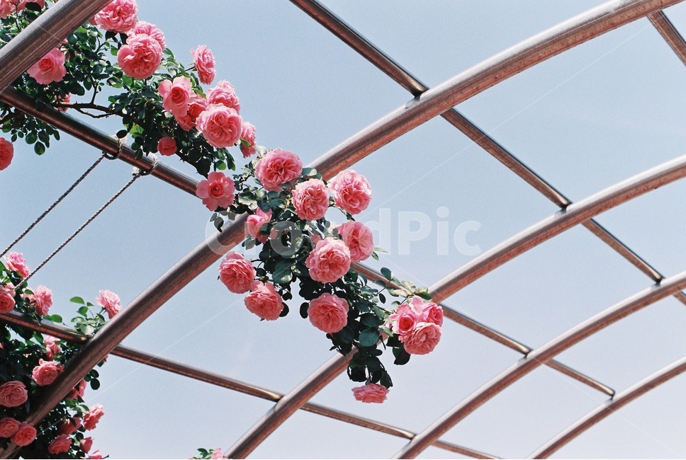 장미,꽃,장미꽃,rose,flower,봄,계절,spring,season,식물,자연,plants,nature,꽃,flower,감성,sensible,feeling,plant