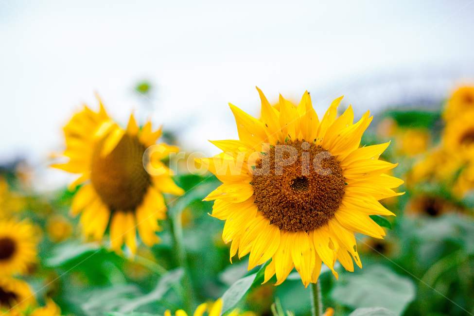 plant,식물,꽃,flower,해바라기,가을,sunflower,자연,식물,자연,plants,nature,꽃,flower
