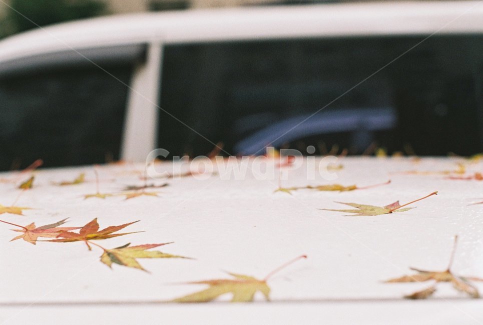 낙엽,가을,겨울,단풍잎,바닥,가을,계절,fall,autumn,season,감성,sensible,feeling,leaf,잎,plant,식물