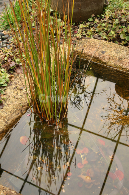 수생식물,식물,flower,plants,nature,연못,식물,자연,plants,nature