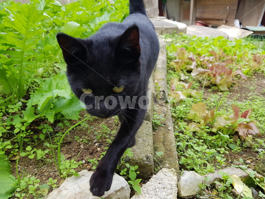 동물,고양이,길냥이,검은고양이,코숏,pet,cat,animal,동물,animal,포유류,mammal,고양이,cat,kitten,kitty
