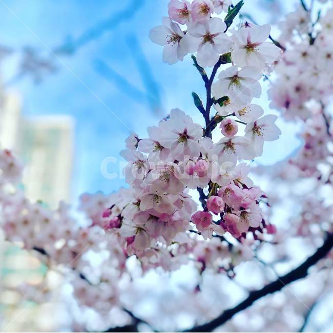봄,벚꽃,따뜻한,공원,식물,cherryblossoms,park,spring,식물,자연,plants,nature,꽃,flower