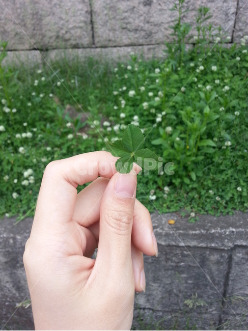 네잎클로버,손,식물,person,사람,clover,네잎,감성사진