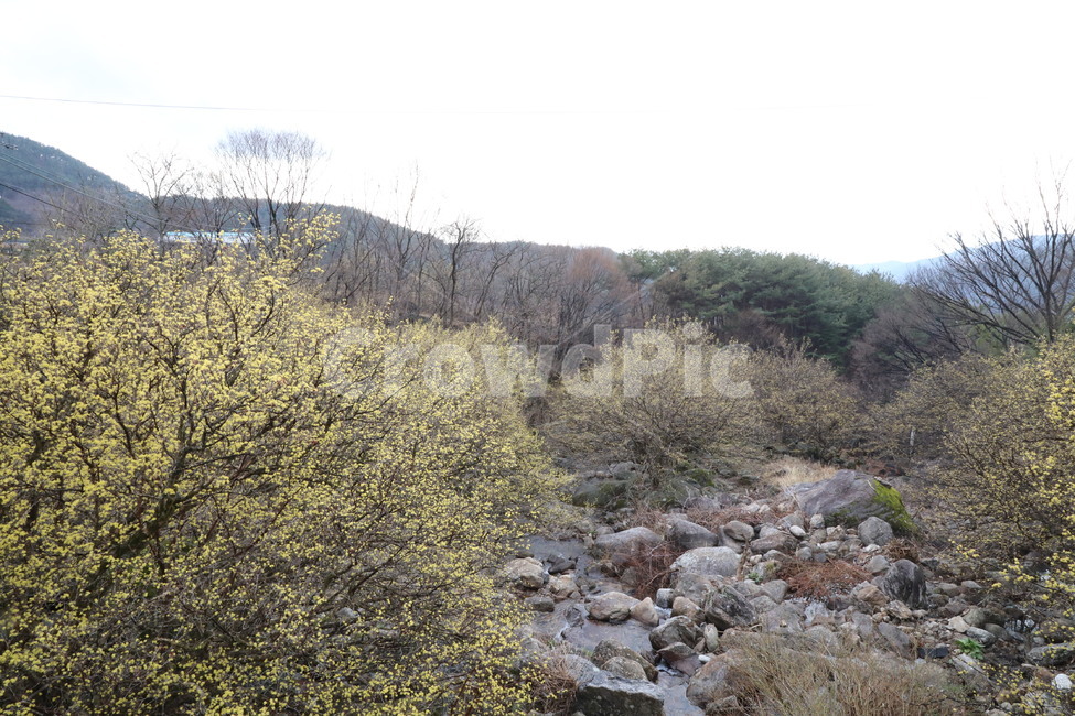 봄,산수유,자연,풍경,꽃,시골,길,산,계곡,봄,계절,spring,season,자연,풍경,nature,landscape,rubble,파편,water,물,outdoors,옥외