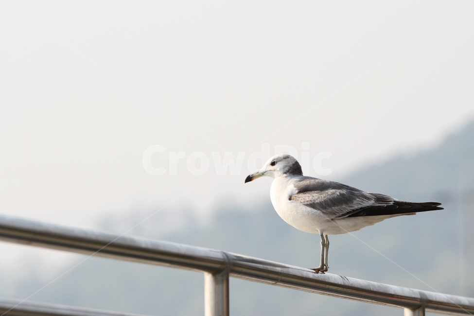 갈매기,새,바다,동물,자연,감성사진,동물,animal,조류,새,birds