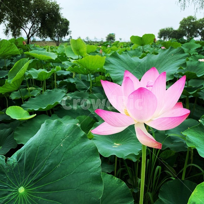 plant,식물,flower,꽃,연꽃,연지,연밭,연잎,풍경,자연
