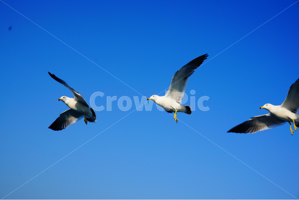갈매가,새,바다새,바다,하늘,새우깡,조류,seagull,bird,새무리,새날개,갈매기하늘,동물,animal,조류,새,birds