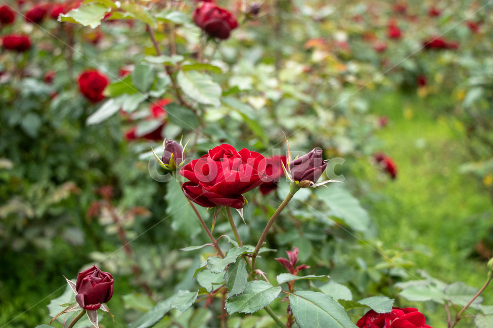 장미꽃,장미,rose,flower,자연,식물,자연,plants,nature,꽃,flower