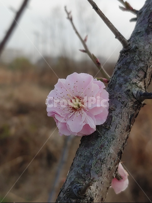 plant,식물,벗꽃,봄,연분홍