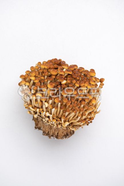 팽이버섯,황금팽이버섯,갈색팽이버섯,버섯,균류,신선,음식,식재료,음식재료,식품,신선식품,유기농