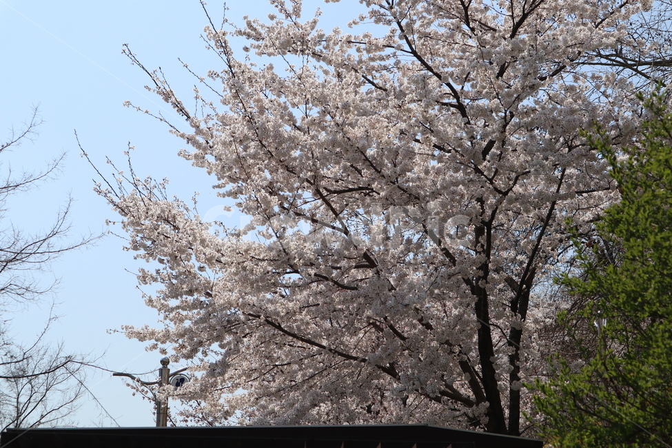 산책길,벚꽃,벚꽃나무,꽃,나무,plant,식물,flower,blossom