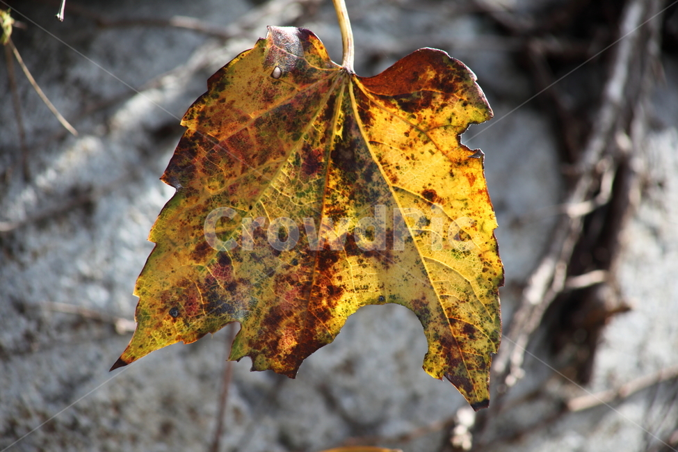 단풍,잎,가을,redleaves,leaf,담쟁이,Bostonivy,가을,계절,fall,autumn,season,식물,자연,plants,nature,plant,veins,정맥,tree,나무