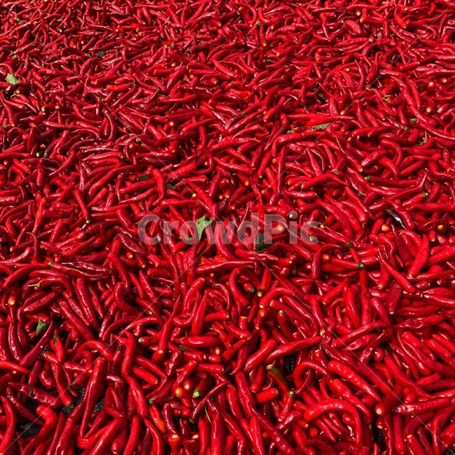 가을,고추,청양초,고추널기,태양초,수확,채소,야채,vegetables