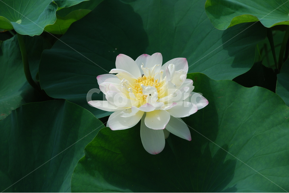 연꽃,꽃,연잎,연,백련,식물,자연,plants,nature,꽃,flower