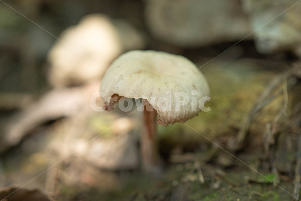 버섯,산,fungus,야생버섯,포자,버섯,mushroom