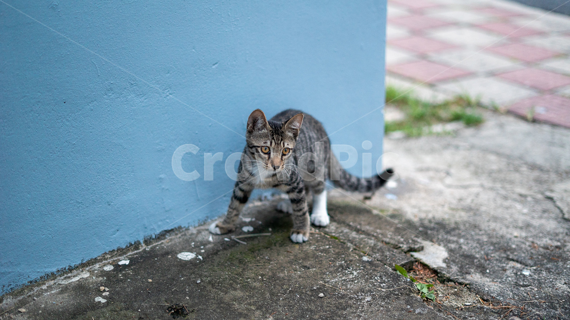 길고양이,고양이,길냥이,동물,아기고양이,새끼고양이,cat,pet,animal,코리안숏헤어,포유류,코숏,동물,animal,포유류,mammal,고양이,cat,kitten,kitty