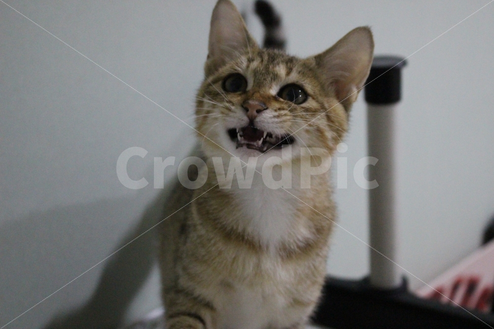 고양이,반려동물,유기묘,길냥이,애완동물,cat,pet,kitten,아기고양이,코숏,코리안숏헤어,동물,animal,고양이,cat,kitten,kitty,포유류,mammal