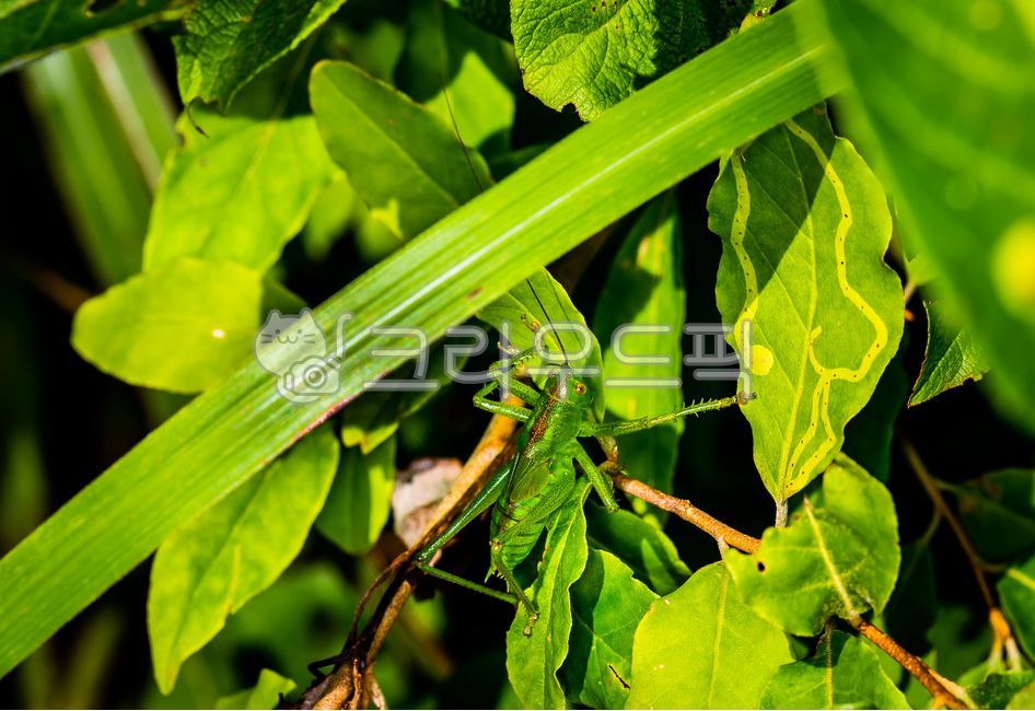 Jungbejjang,ussuriana,female dentist,Grasshopper,tettigonia,grasshopper,insect,animal,invertebrate,invertebrates