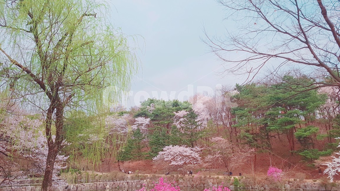 춘천,벚꽃놀이,꽃,풍경,자연
