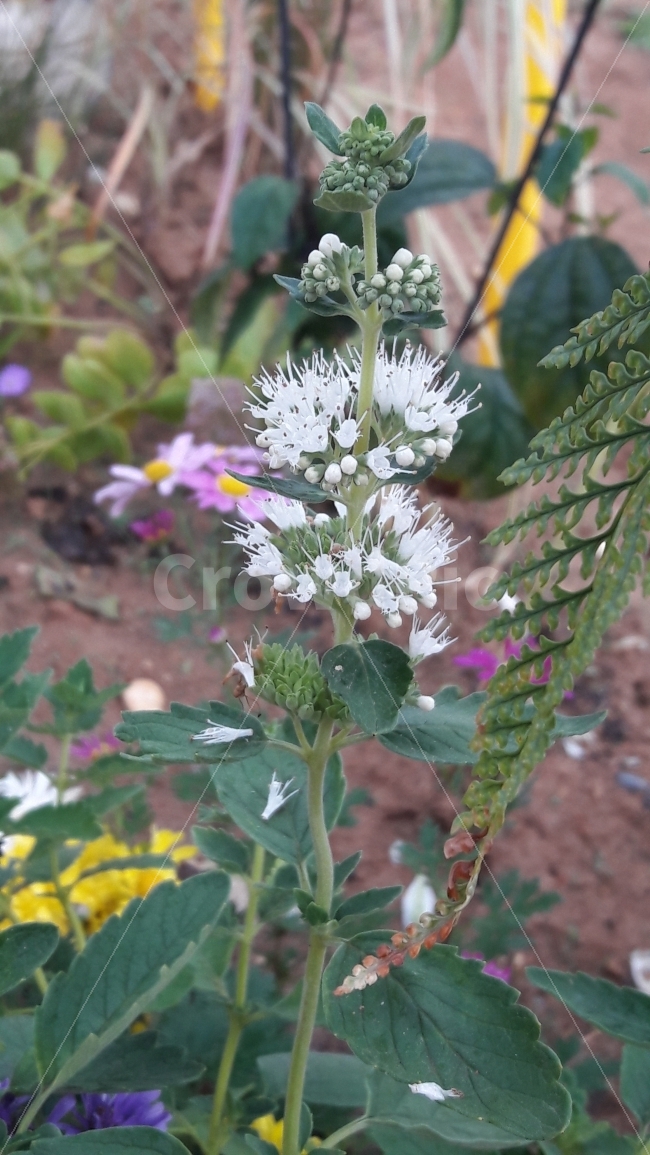 꽃,흰색,초록,꽃봉우리,어울림,식물,자연,plants,nature,꽃,flower