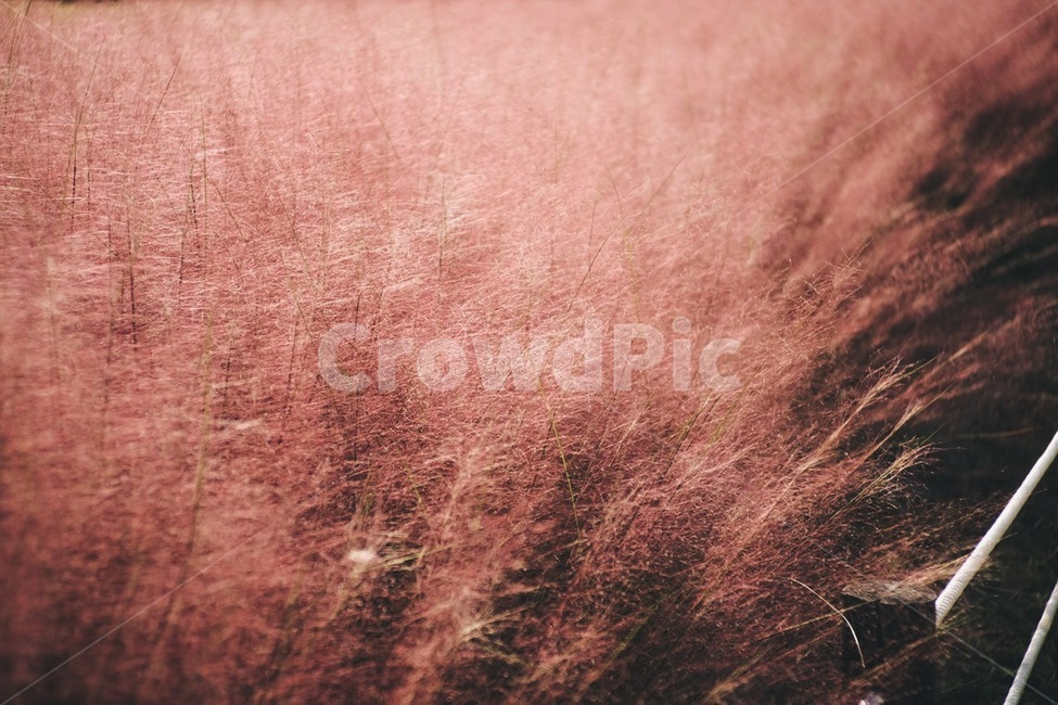 핑크뮬리,식물,꽃,자연,flower,nature,plant,가을,계절,fall,autumn,season,식물,자연,plants,nature