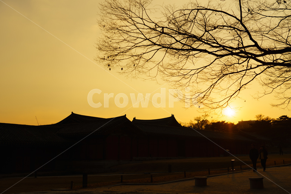 창경궁,단풍,해질녘,아름다운,고요한,sunset,palace,calm,beautiful,저녁,따뜻한,고즈넉한,낙엽,배경,가을,autumn,fall,웜톤,전통,한국,korea,traditional,silhouette,실루엣,한국전통,한국문화,korean traditional,korean culture,실루엣,그림자,silhouette,shadow,건축물,건물외관,exterior,building,structure,architecture,construction