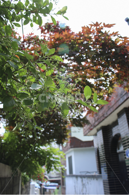 plant,식물,leaf,잎,tree,나무,단풍,초록,green