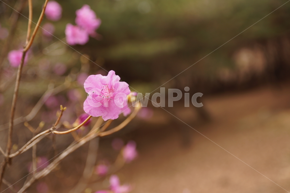 진달래꽃,봄,푸르른,진달래,꽃,숲,산책,공원,봄,계절,spring,season,식물,자연,plants,nature,꽃,flower,plant,geranium,제라늄,blossom