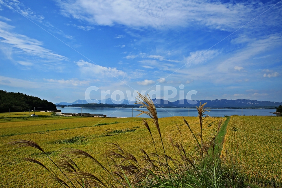 강진만,가을풍경,칠량의가을,황금들판,가을,자연,풍경,nature,landscape,한국자연풍경,한국자연경관,korea nature landscape,시골,마을,country,rural,town,grass,잔디,plant,식물