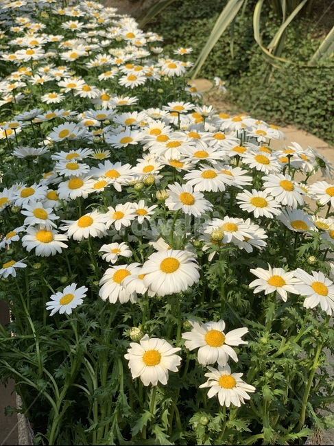 plant,식물,blossom,꽃,flower,daisy,데이지,식물,자연,plants,nature,꽃,flower