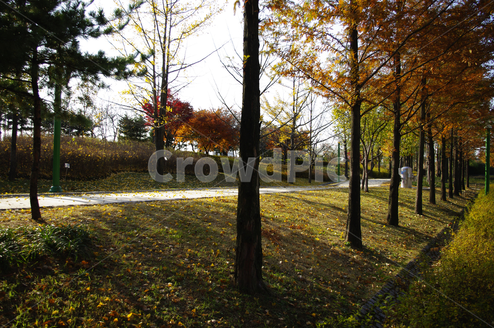 autumn,가을,나무,단풍,식물,가을,계절,fall,autumn,season,자연,풍경,nature,landscape,tree,plant,tree trunk,나무 줄기