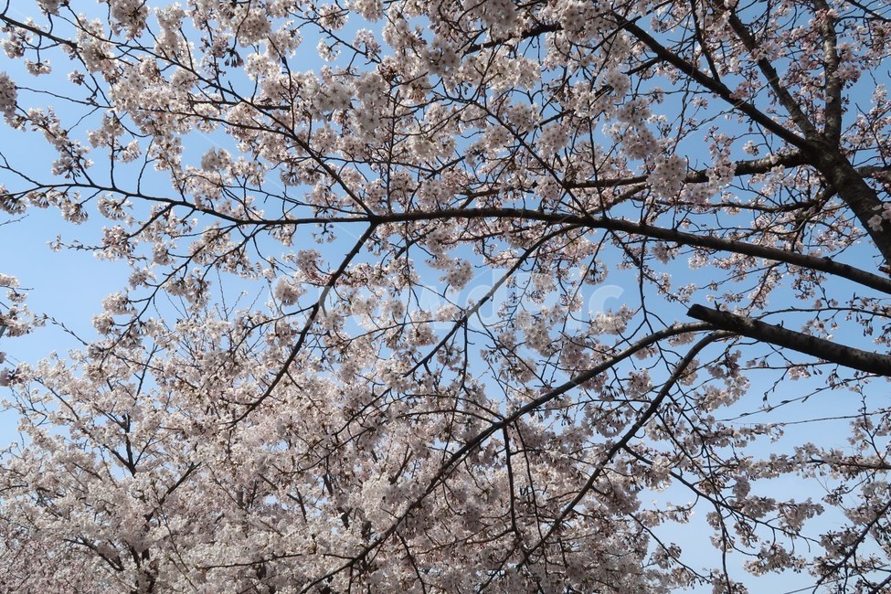 벛꽃,꽃,벚꽃나무,봄,여의도벚꽃,봄,계절,spring,season,plant,식물,blossom,flower,cherry blossom,벚꽃