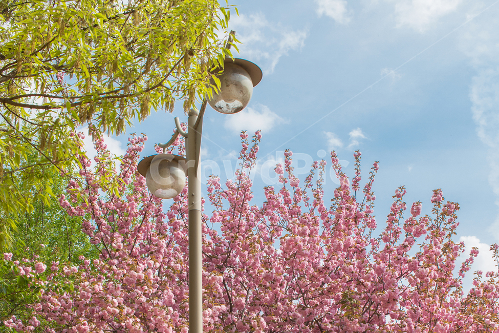 겹벚꽃,가로등,풍경,봄,봄꽃,plant,꽃,봄,계절,spring,season