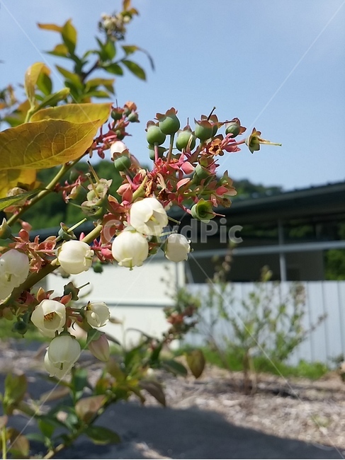 블루베리,꽃,봄,시골,농촌,흰꽃,식물,자연,plants,nature,꽃,flower