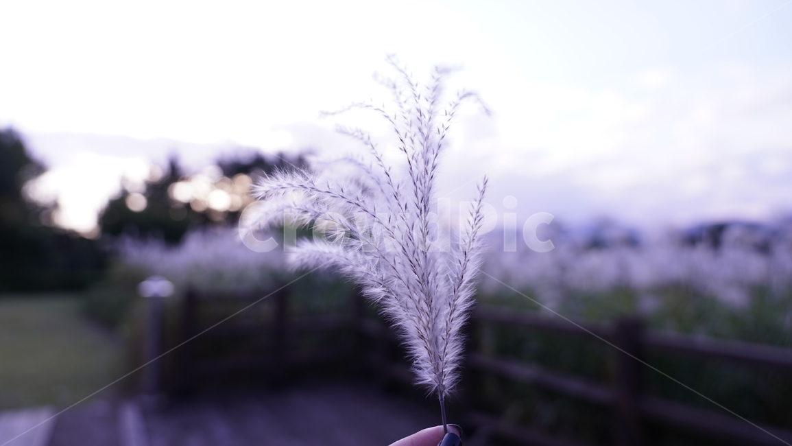 갈대,새벽,감성,새벽감성,갈대밭,가을,계절,fall,autumn,season,식물,자연,plants,nature,plant,grass,잔디